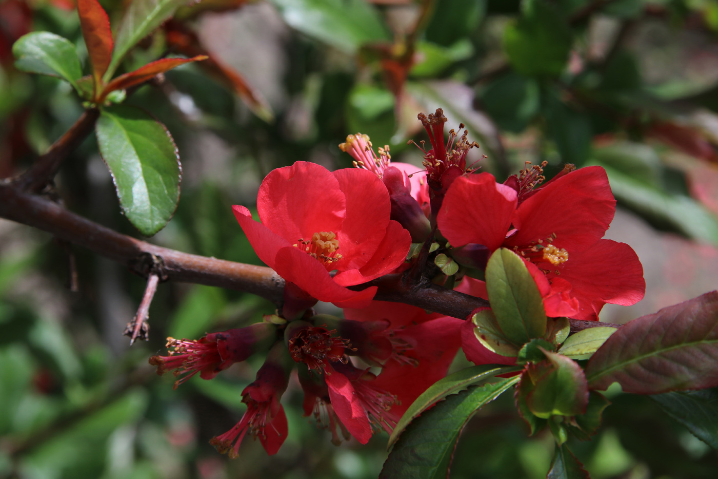 Image of Chaenomeles speciosa specimen.