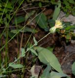 Klasea cerinthifolia. Верхушка побега с соцветием. Израиль, Верхняя Галилея, западная часть, склон к долине нахаль Бартут. 19.05.2022.