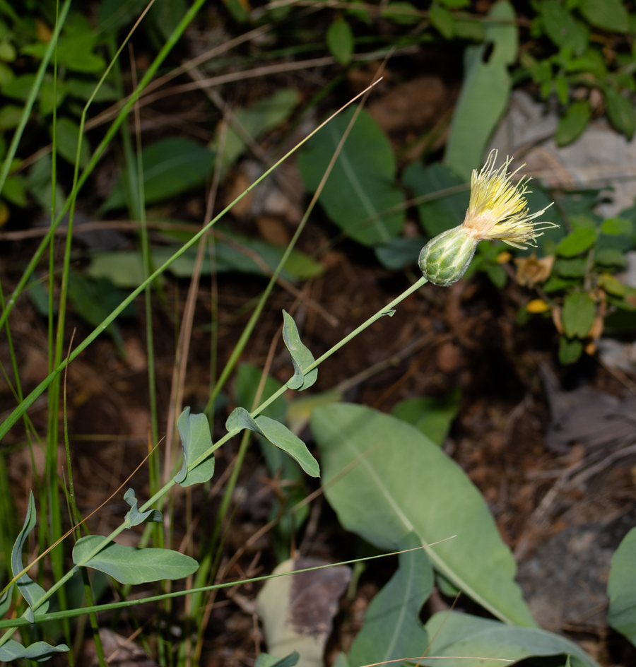 Изображение особи Klasea cerinthifolia.