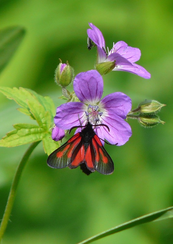 Image of Geranium sylvaticum specimen.