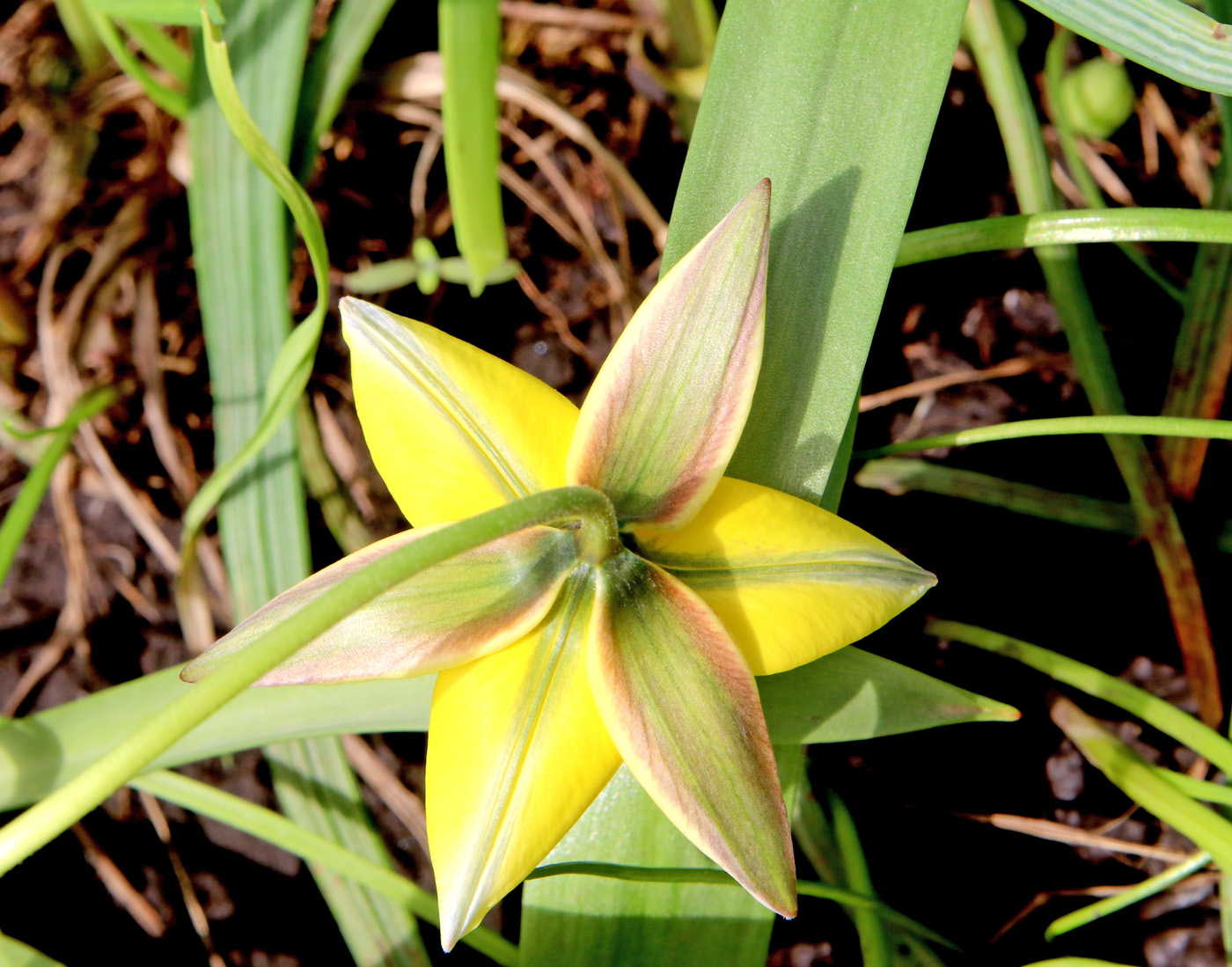 Image of Tulipa urumiensis specimen.