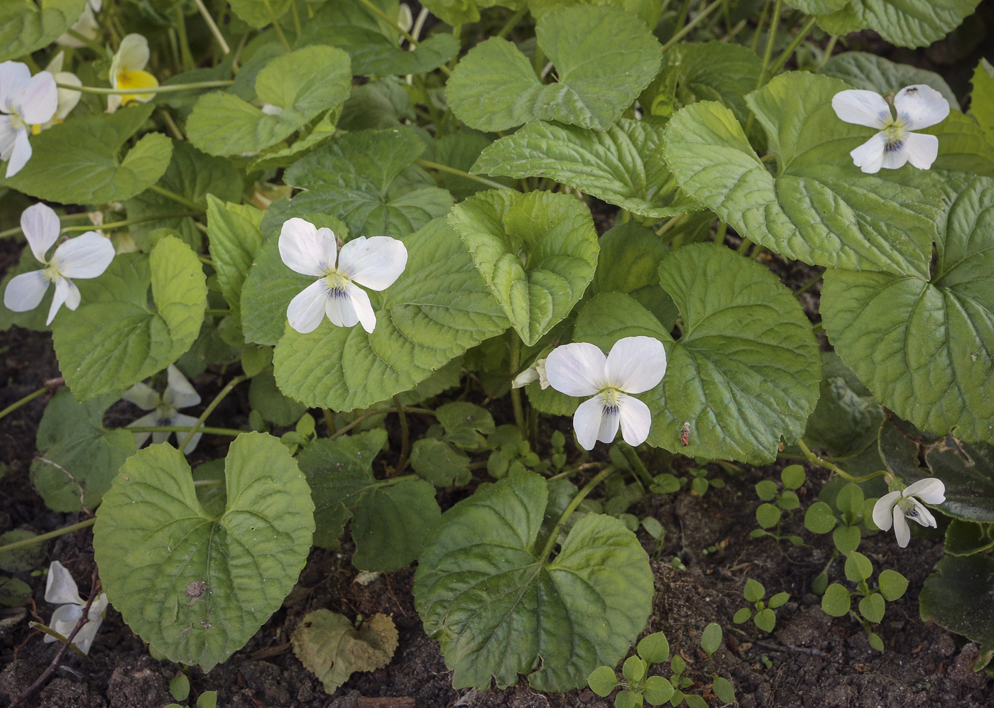 Image of Viola sororia specimen.