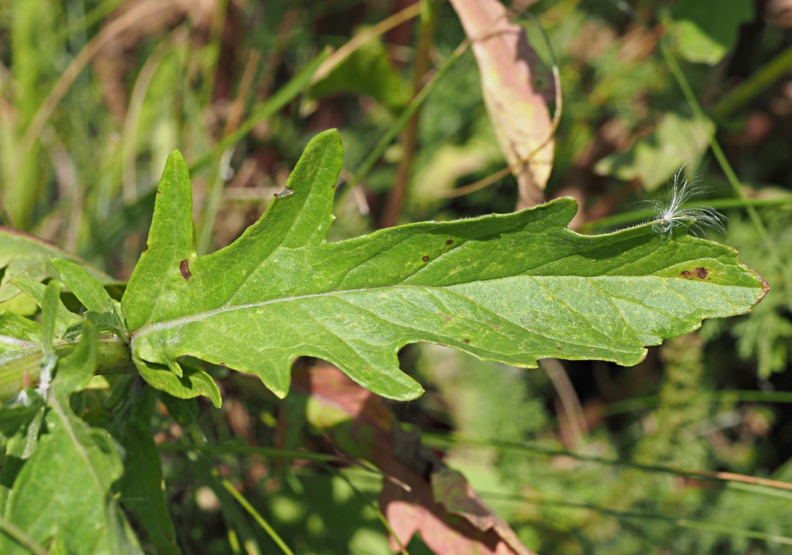 Image of Senecio grandidentatus specimen.