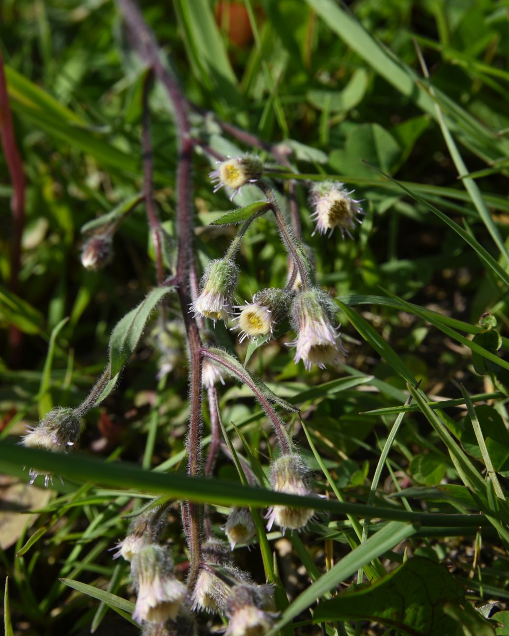 Image of Erigeron acris specimen.