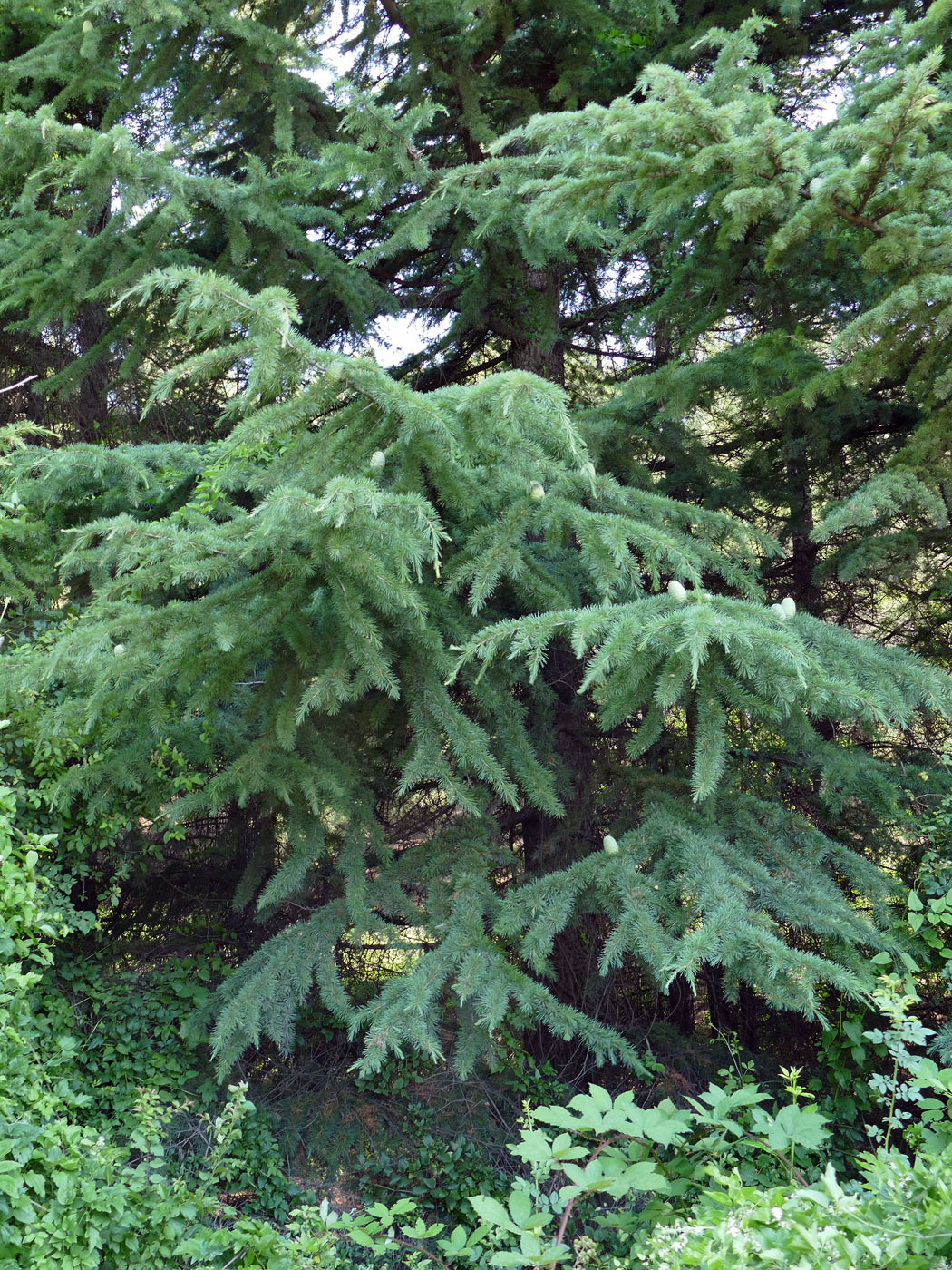 Image of Cedrus deodara specimen.