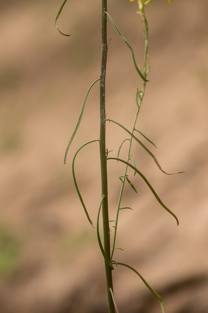 Image of Syrenia cana specimen.