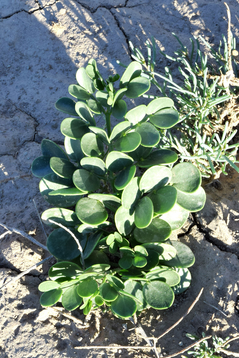 Image of Zygophyllum miniatum specimen.