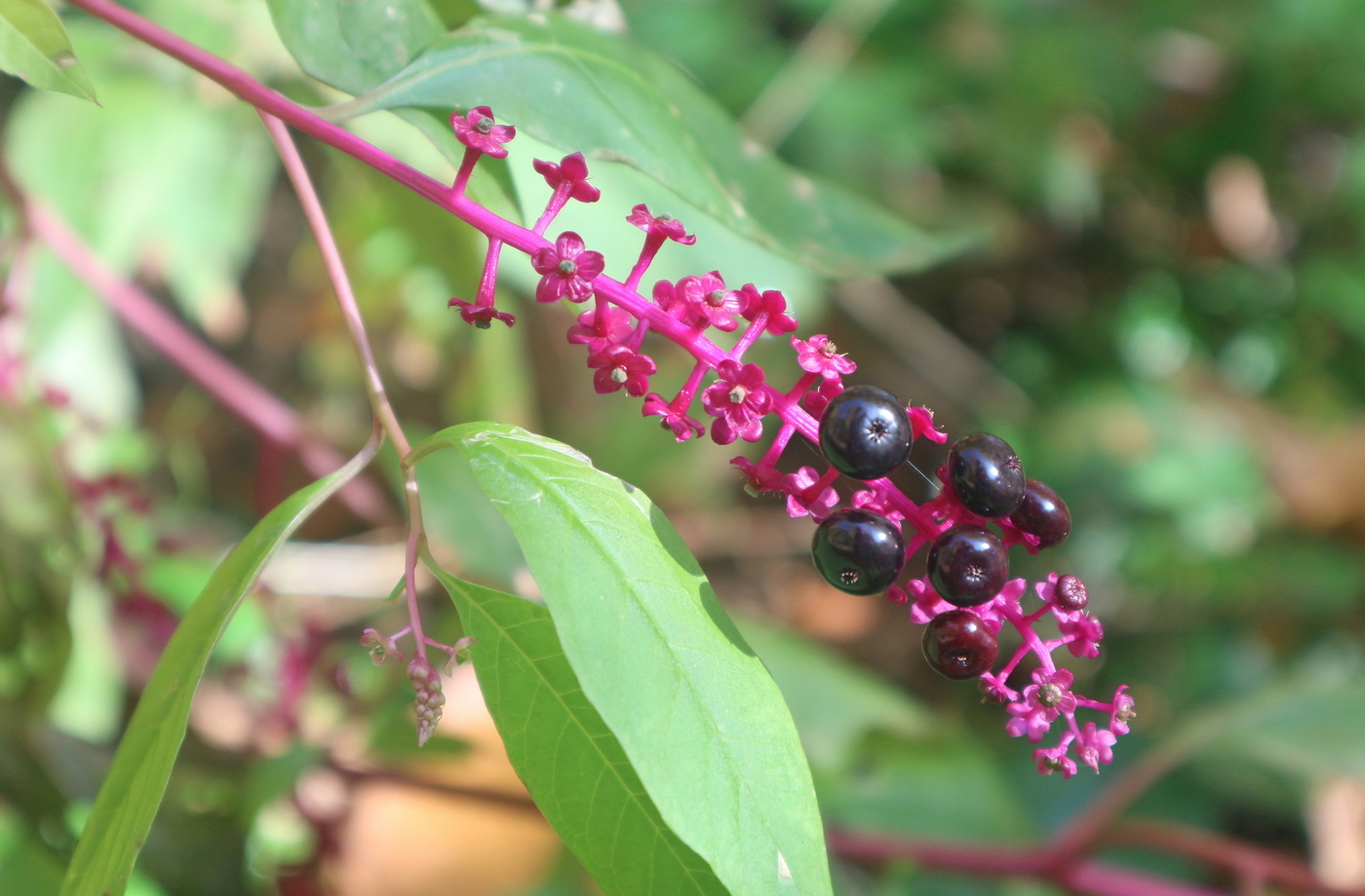 Изображение особи Phytolacca americana.