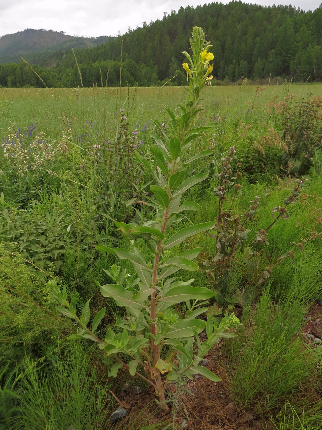 Image of Oenothera villosa specimen.