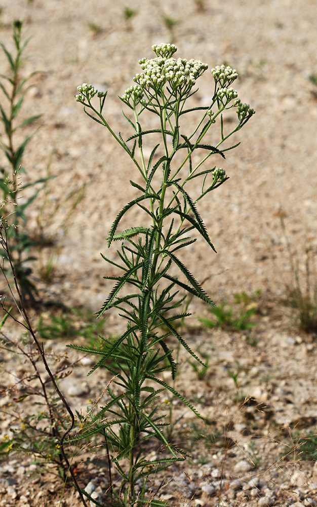 Image of Achillea ptarmicoides specimen.