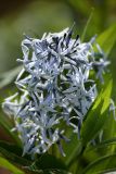 Смотреть изображение Amsonia tabernaemontana