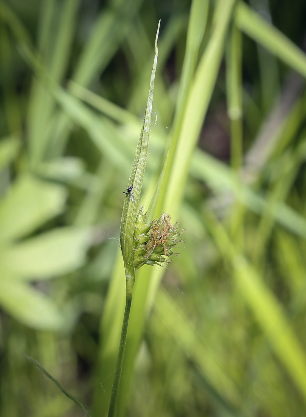 Изображение особи Carex pallescens.