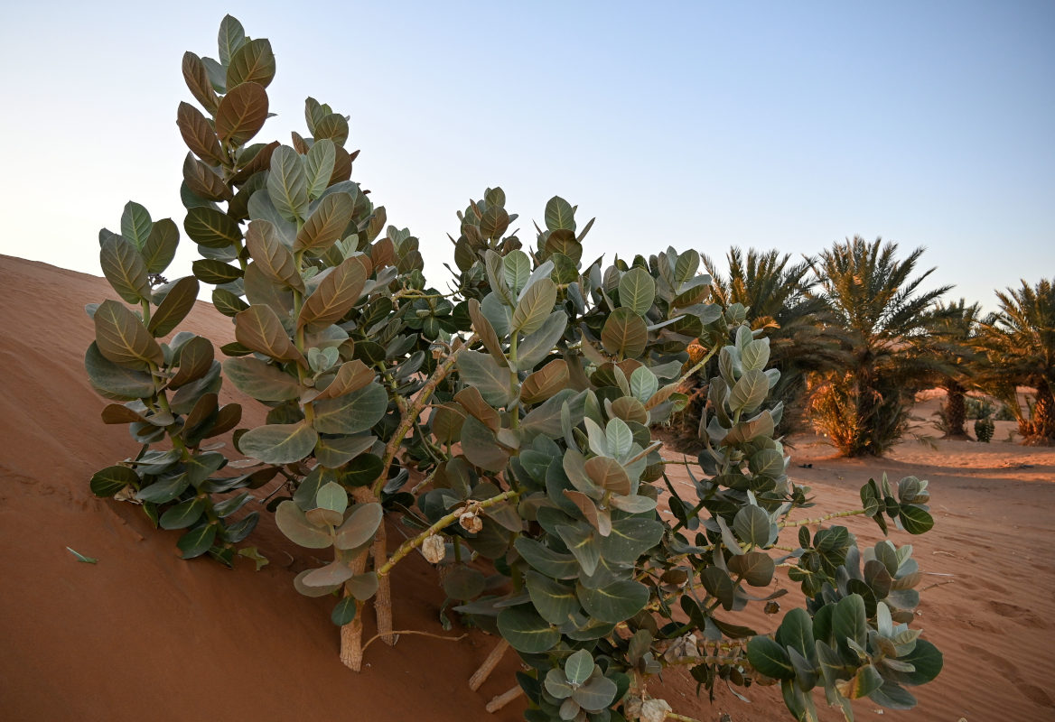 Image of Calotropis procera specimen.