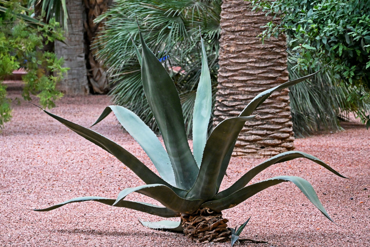 Изображение особи Agave americana.