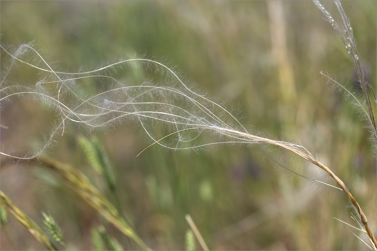 Изображение особи род Stipa.