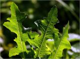 Lactuca serriola