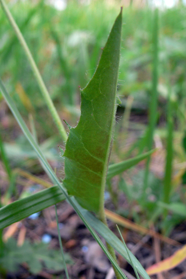 Изображение особи род Hieracium.