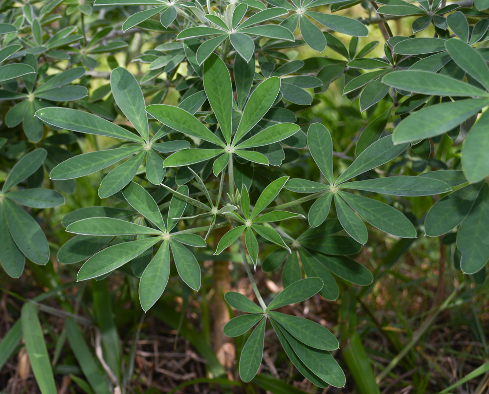 Image of Crotalaria grahamiana specimen.