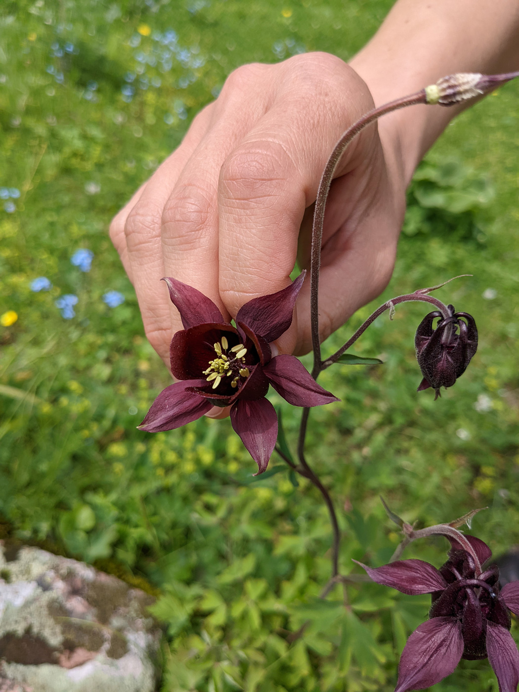 Image of genus Aquilegia specimen.