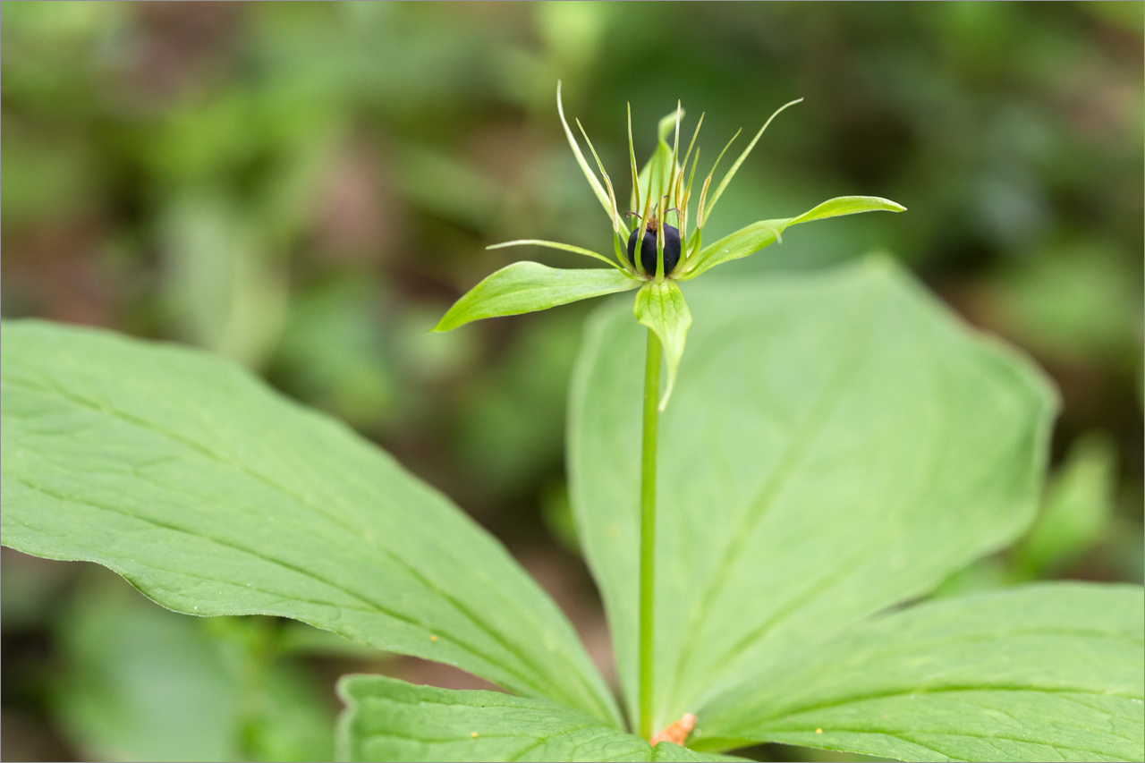 Изображение особи Paris quadrifolia.