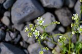 Saxifraga spinulosa. Соцветие. Красноярский край, Таймырский Долгано-Ненецкий р-н, плато Путорана, водопад Китабо-Орон, прибрежный галечник. 26.07.2023.