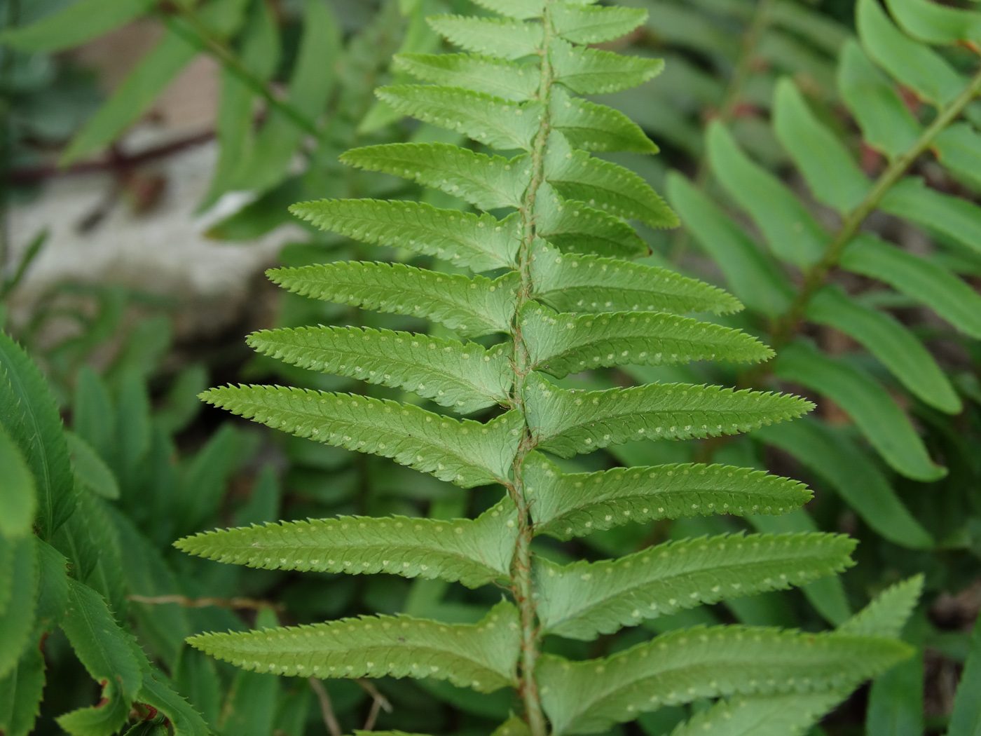 Изображение особи Polystichum munitum.