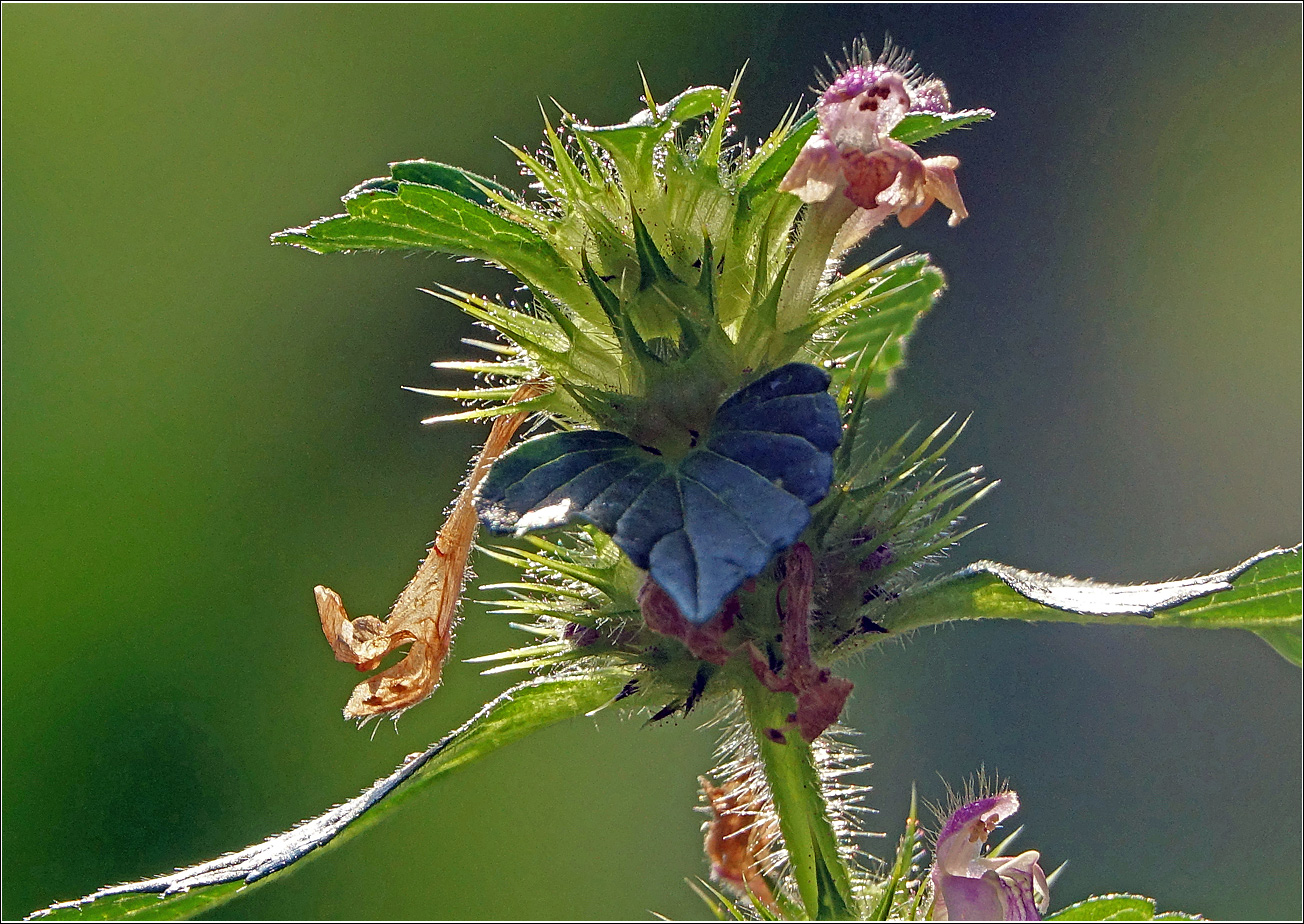 Изображение особи Galeopsis bifida.