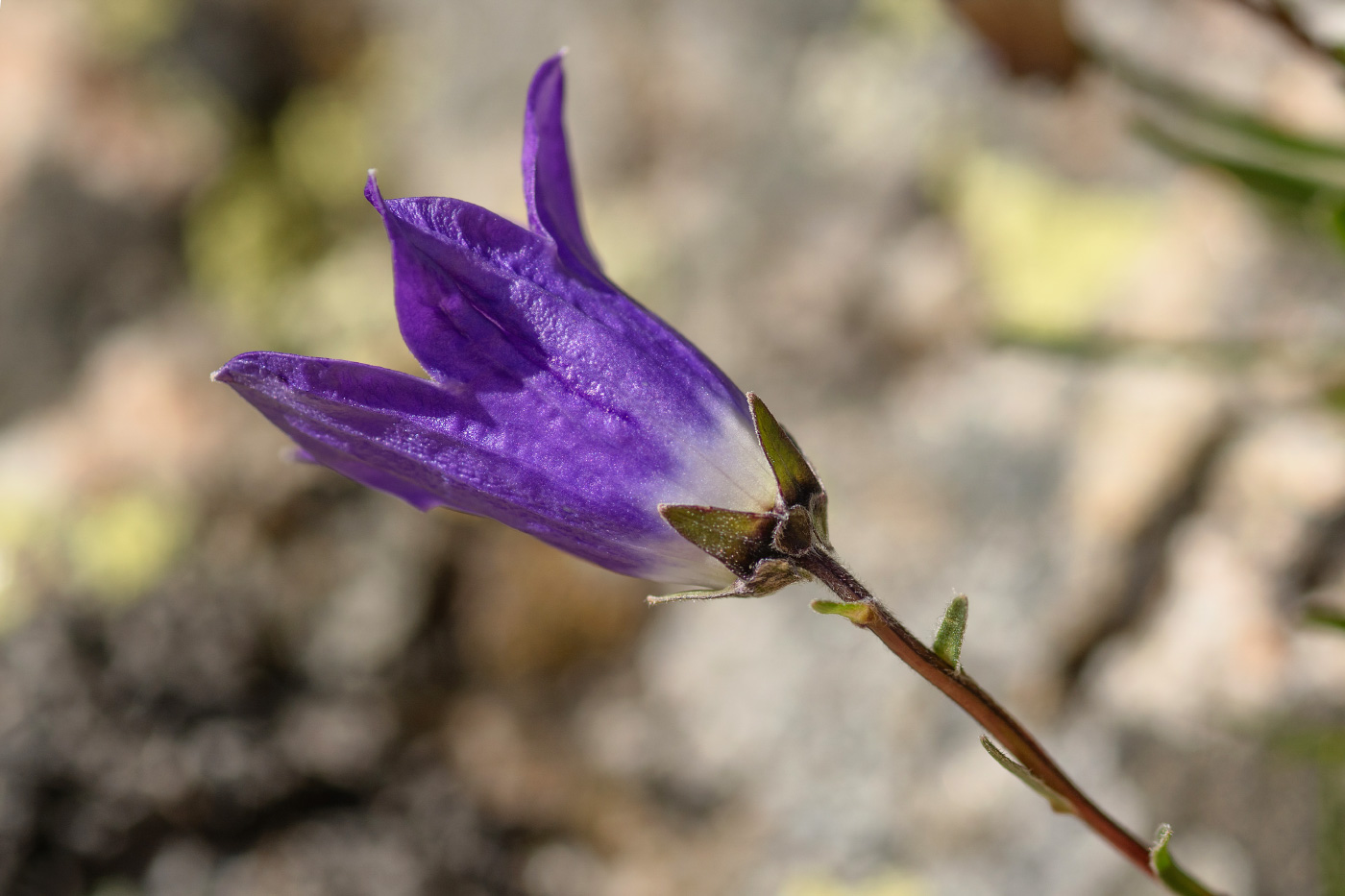 Image of Campanula besenginica specimen.