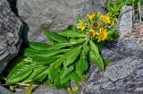 Senecio pseudoarnica. Цветущее растение. Сахалин, гор. округ Долинский, мыс Острый, каменистый пляж. 13.08.2023.