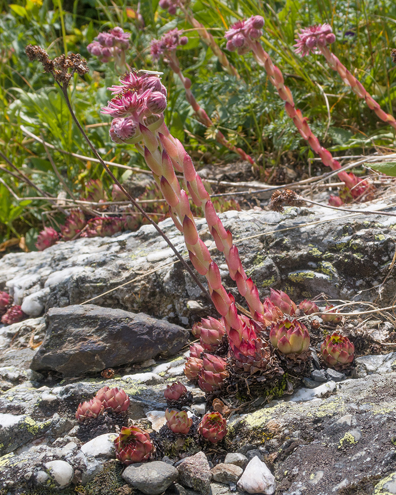 Image of Sempervivum pumilum specimen.