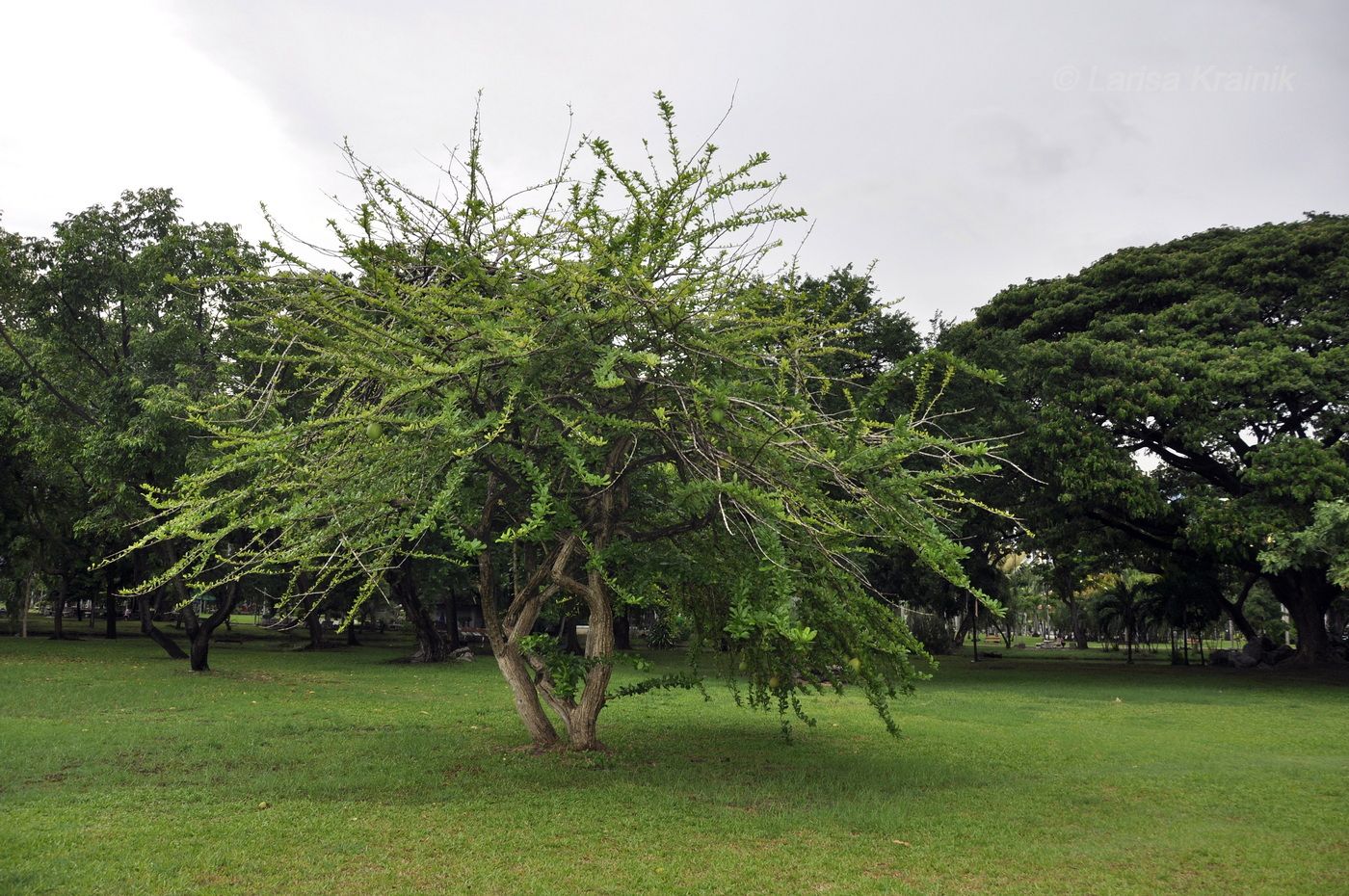 Image of Crescentia alata specimen.