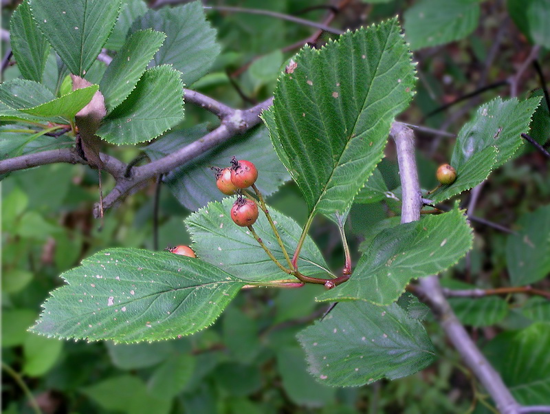 Image of Sorbus alnifolia specimen.