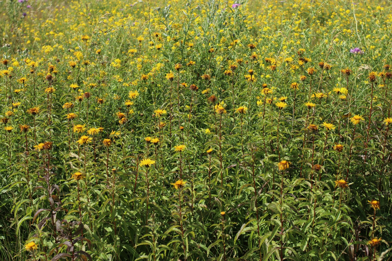 Image of Inula salicina specimen.