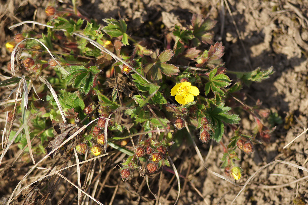 Image of Potentilla humifusa specimen.