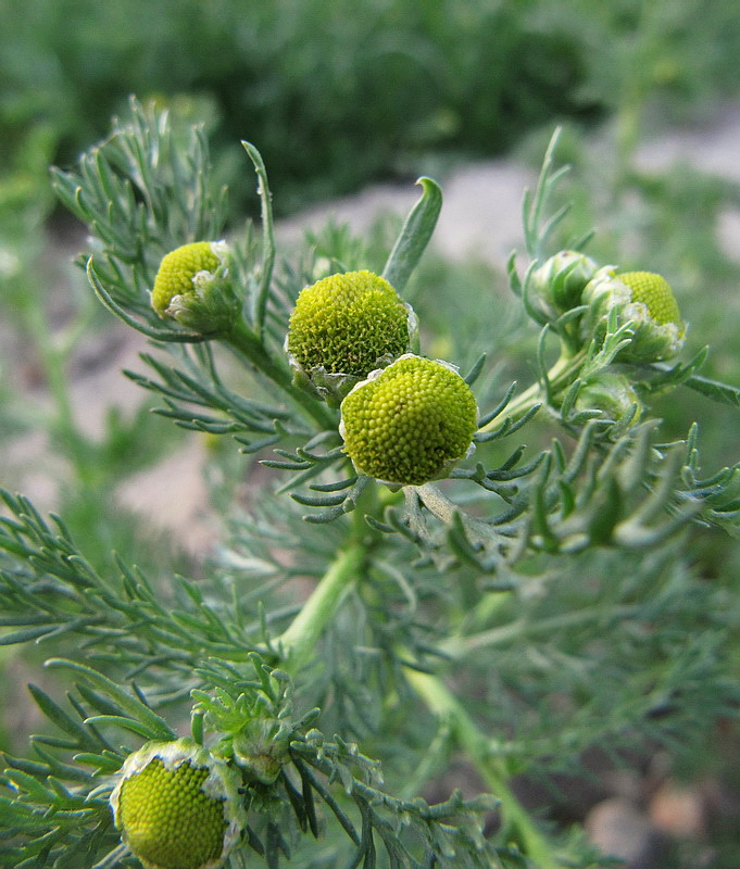 Изображение особи Matricaria discoidea.