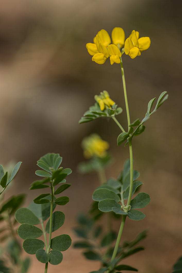 Image of Coronilla coronata specimen.