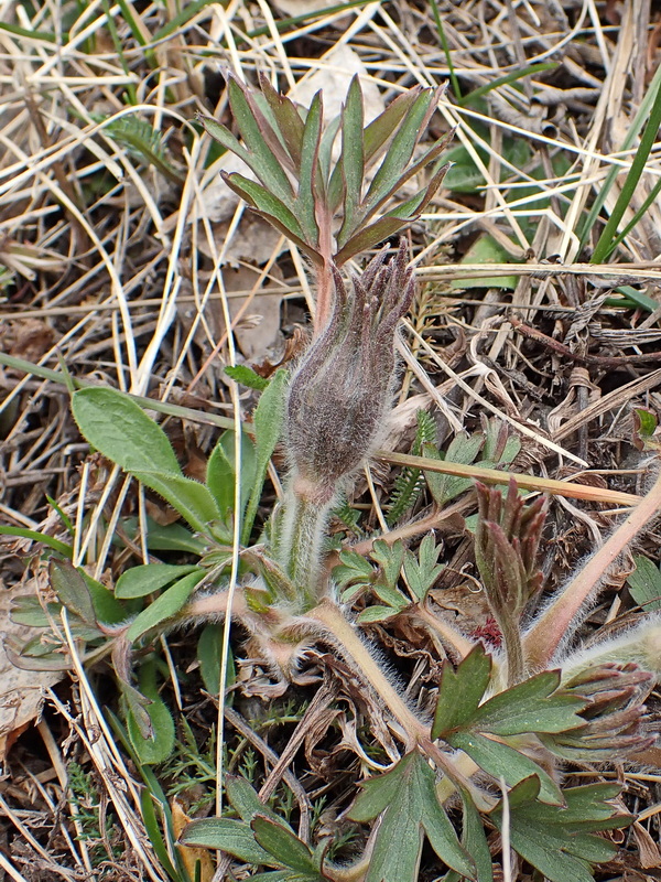 Изображение особи Pulsatilla dahurica.