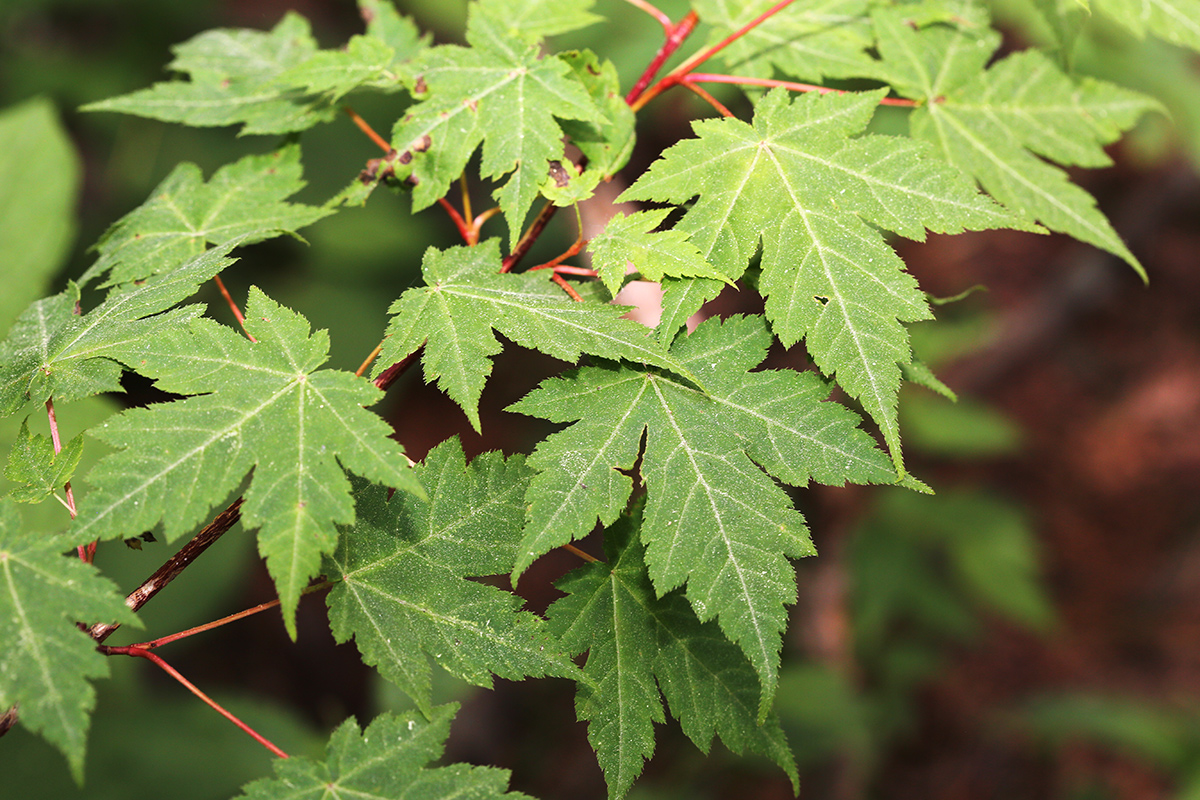 Image of Acer komarovii specimen.