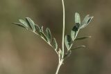 Astragalus albicaulis