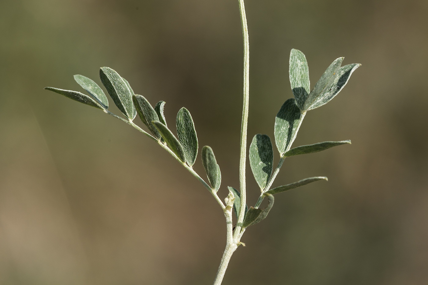 Image of Astragalus albicaulis specimen.