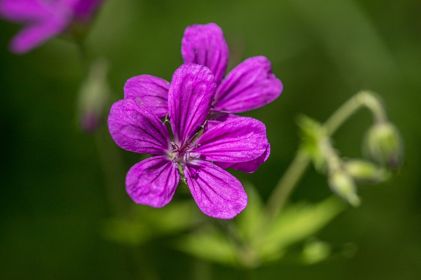 Изображение особи Geranium sylvaticum.