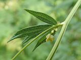 Thalictrum amurense. Часть бокового побега с листом и пазушным соцветием. Хабаровский край, окр. г. Комсомольск-на-Амуре, разнотравный луг. 25.07.2024.