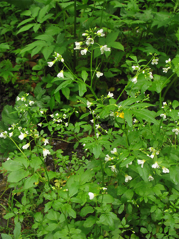 Image of Cardamine amara specimen.