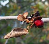 genus Magnolia. Часть ветки с плодом и высыпающимися семенами. Крым, городской округ Ялта, с. Оползневое, Mriya Resort, парк. 10.11.2023.