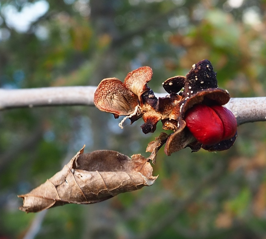 Image of genus Magnolia specimen.