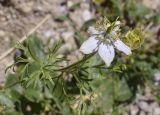 Nigella gallica. Цветок и фрагмент листа. Испания, автономное сообщество Каталония, провинция Жирона, комарка Рипольес, муниципалитет Сеткасес, окр. курорта \"Вальтер 2000\", ≈2200 м н.у.м., среди блоков подпорной стены у дороги. 11.08.2024.