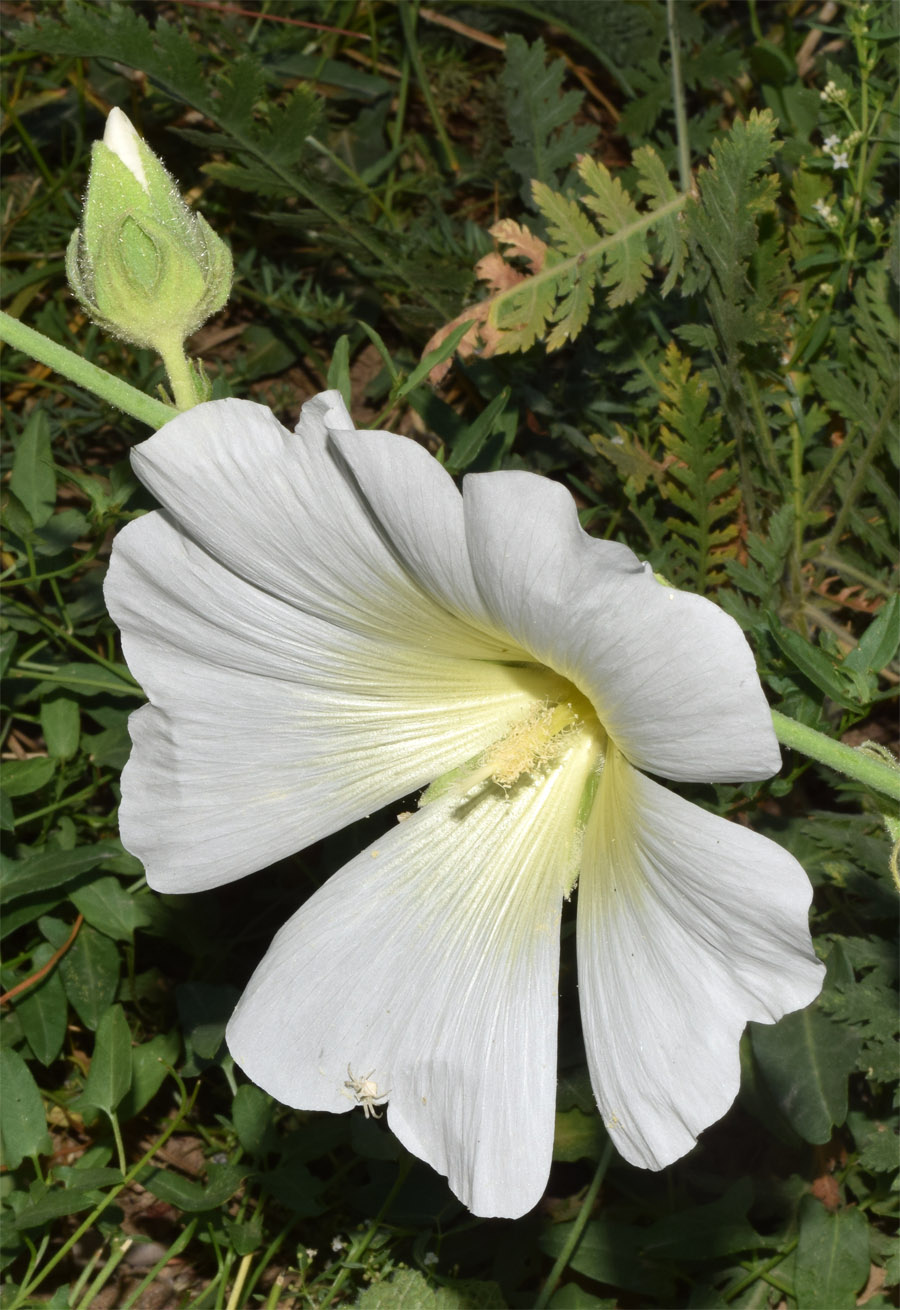 Изображение особи Alcea nudiflora.