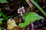 Maianthemum dilatatum. Верхушка побега с соплодием. Сахалин, Холмский гор. округ, окр. мыса Слепиковского, смешанный лес. 26.08.2023.