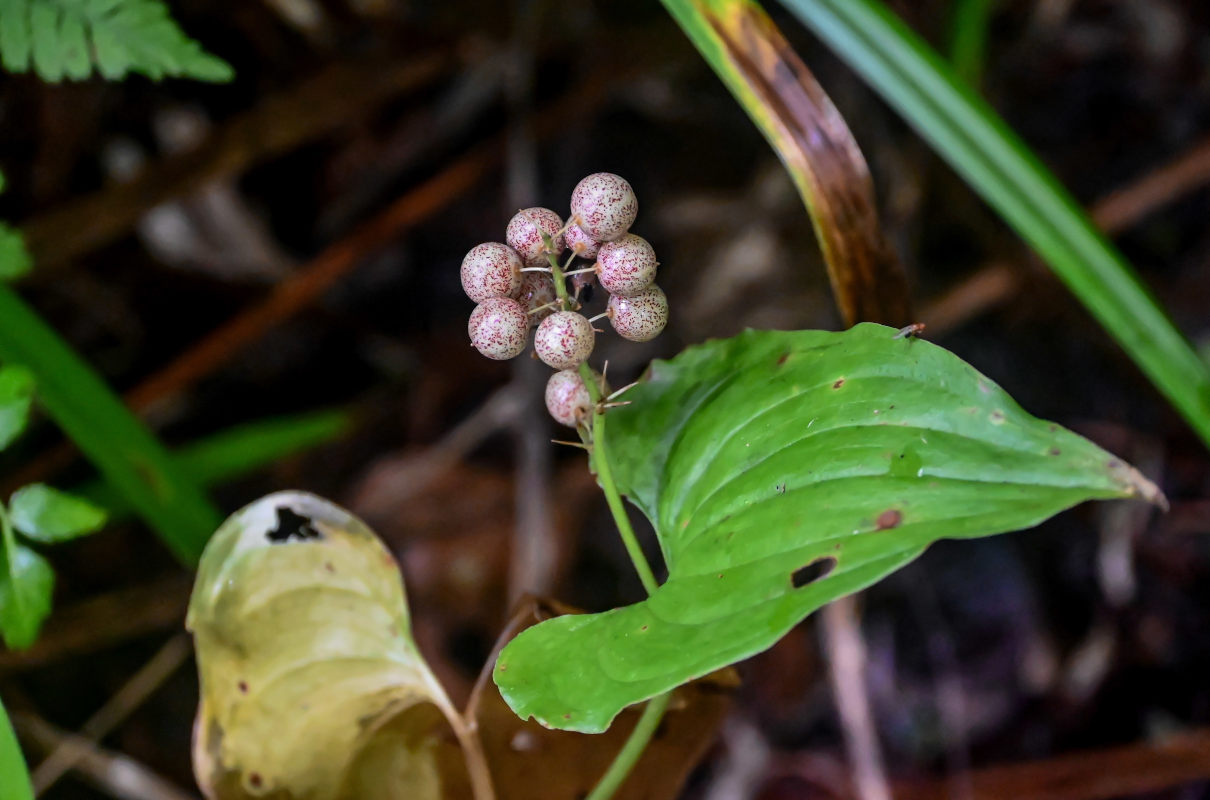 Image of Maianthemum dilatatum specimen.