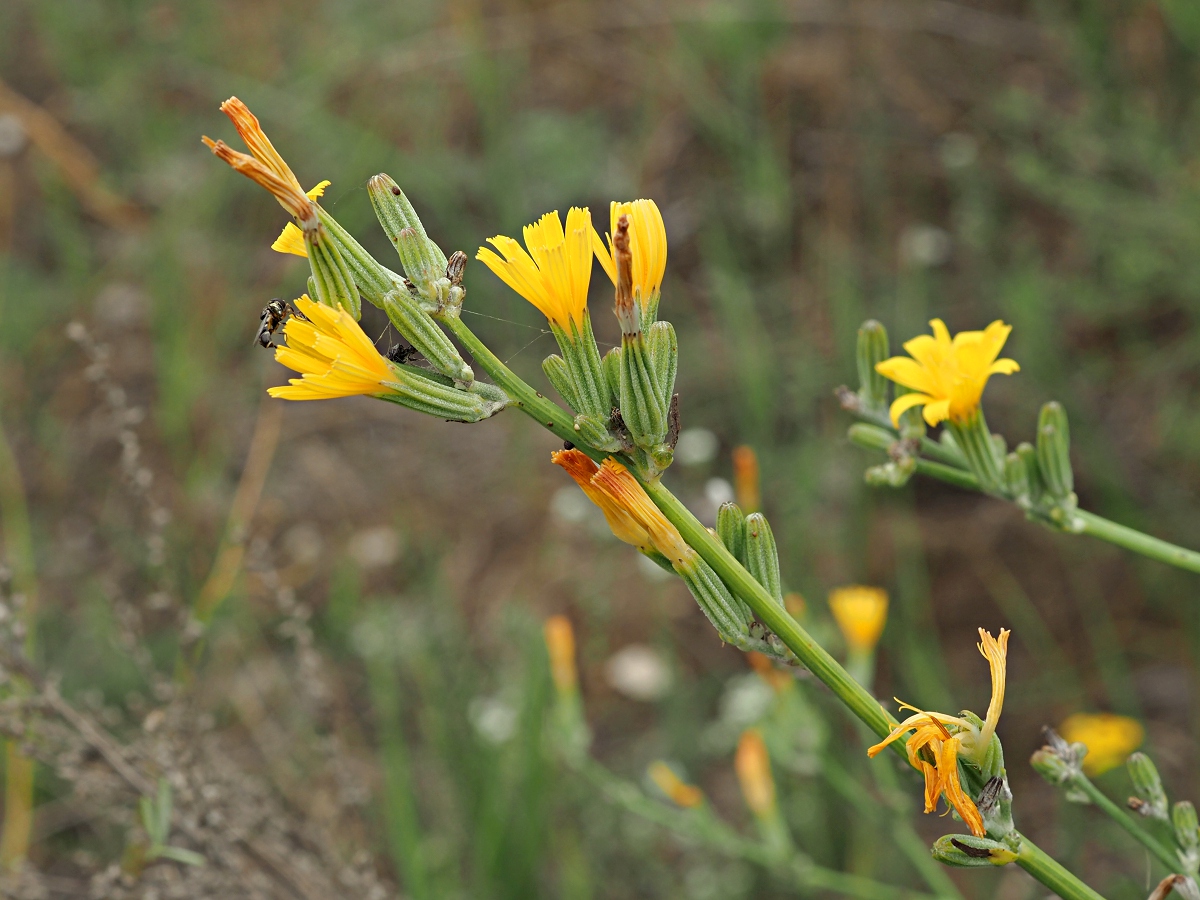 Изображение особи Chondrilla juncea.